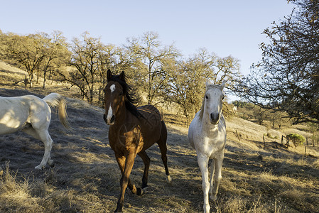 三匹马在野外跑步图片