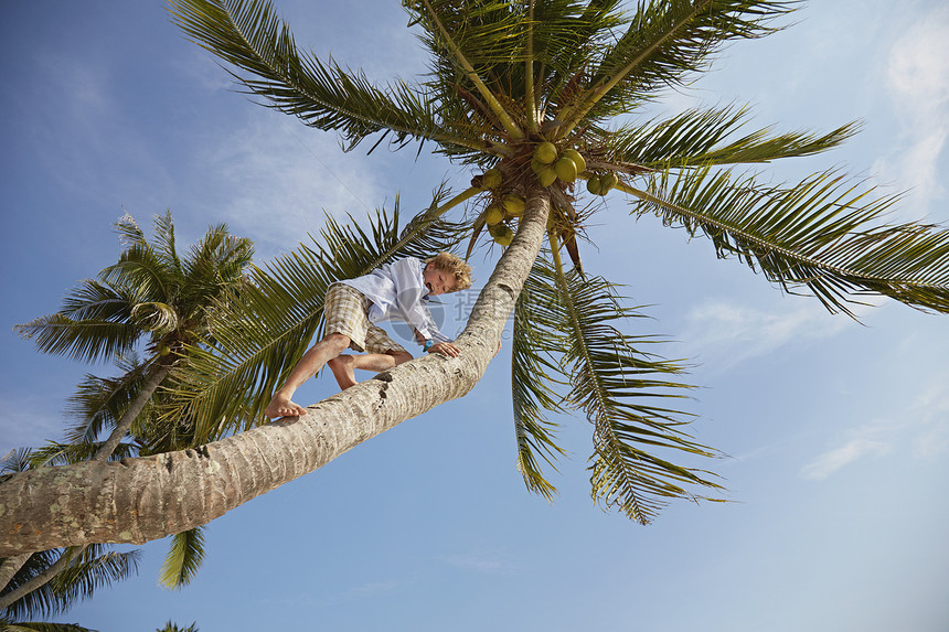 马来西亚拉瓦岛爬棕榈树的男孩图片