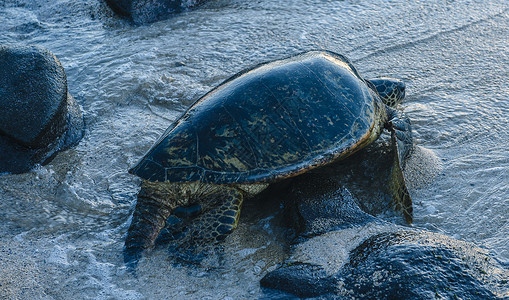 海龟向海上移动图片