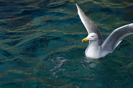 在海面上张开翅膀的海鸥图片