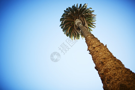 棕榈树和蓝天背景图片