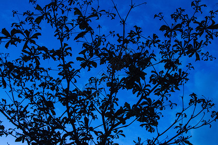 蓝天下的树枝图片
