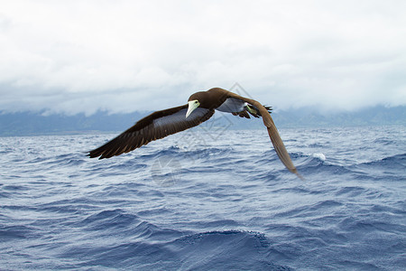 海鸟贴着海面飞翔图片
