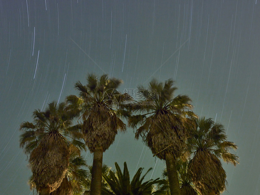 美国加利福尼亚州星空下的Madera棕榈树图片