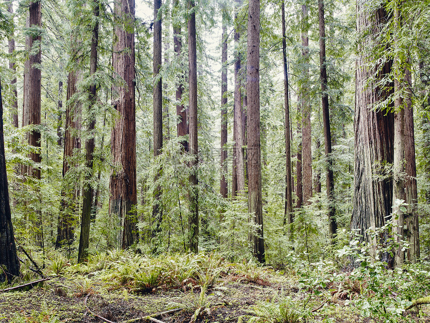 美国加利福尼亚州Eureka的红杉树图片