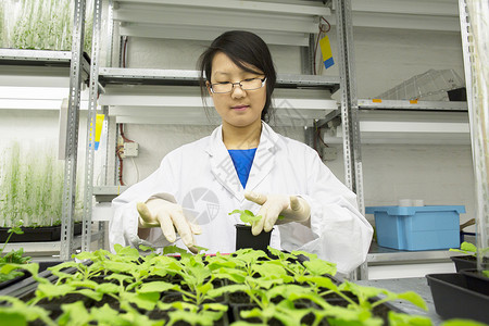 女科学家在温室实验中选择植物样本图片