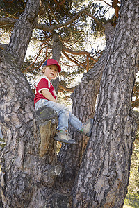 坐在树上赏月的孩子坐在树上的小男孩背景