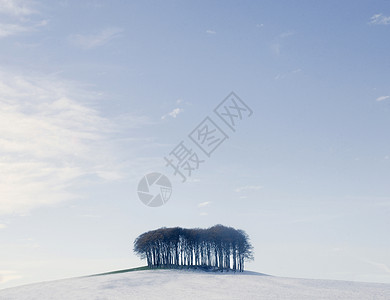 雪覆盖山丘上的树丛德文英国图片