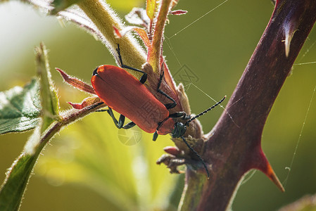 植物上的昆虫高清图片