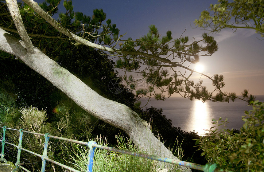 通过树木看海英国东伯恩苏塞克斯图片