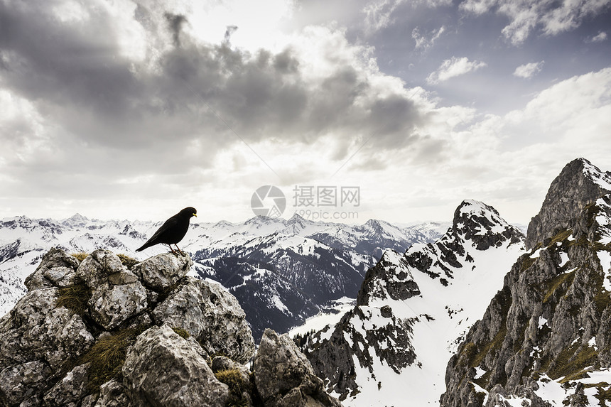 奥地利蒂罗尔坦海姆山脉凯伦斯皮茨岩石上栖息的鸟图片