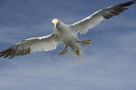天空中的大展双翅的鸟高清图片