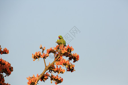 印度中央邦萨特普拉公园树上的玫瑰环鹦鹉图片