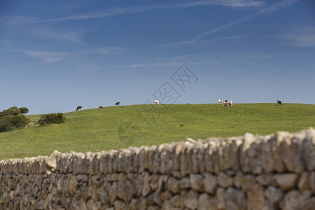牛在山顶吃草的远景图片