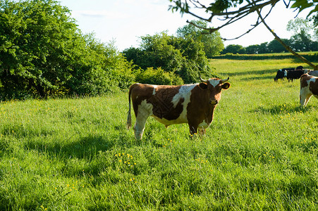 草原上牛的肖像图片