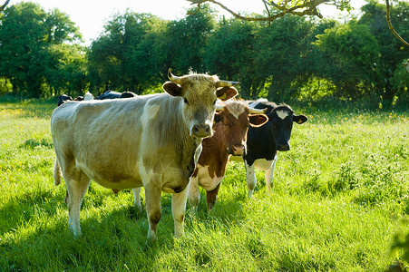 草原上三头牛的肖像图片