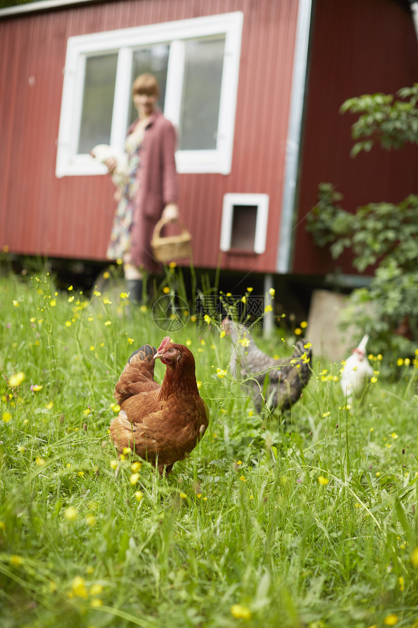 在户外三只母鸡和一个抱着母鸡与篮子的妇女图片