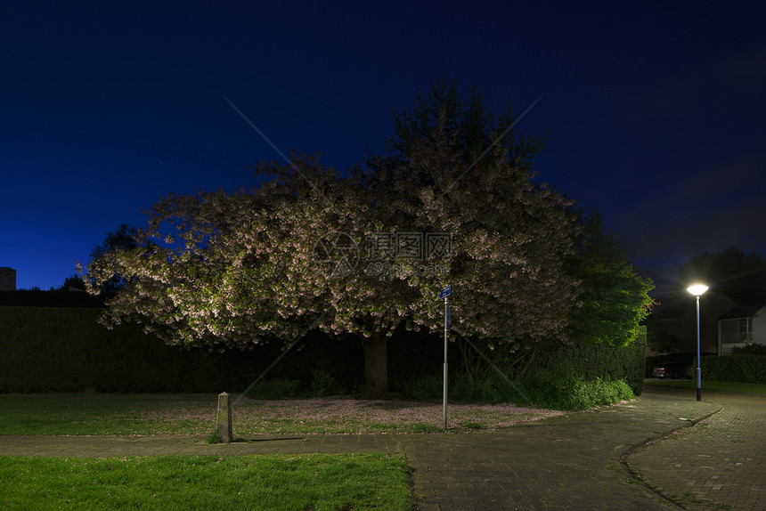 夜间露出公园树和街灯图片