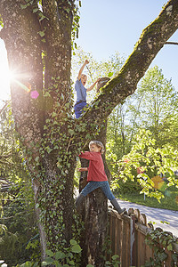 两个男孩爬树图片