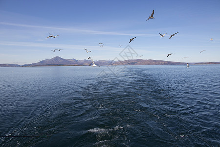 苏格兰斯凯岛海鸥图片