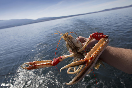 苏格兰斯凯岛的贝类渔夫图片