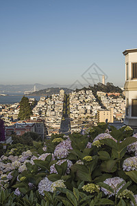 美国旧金山顶景观图片