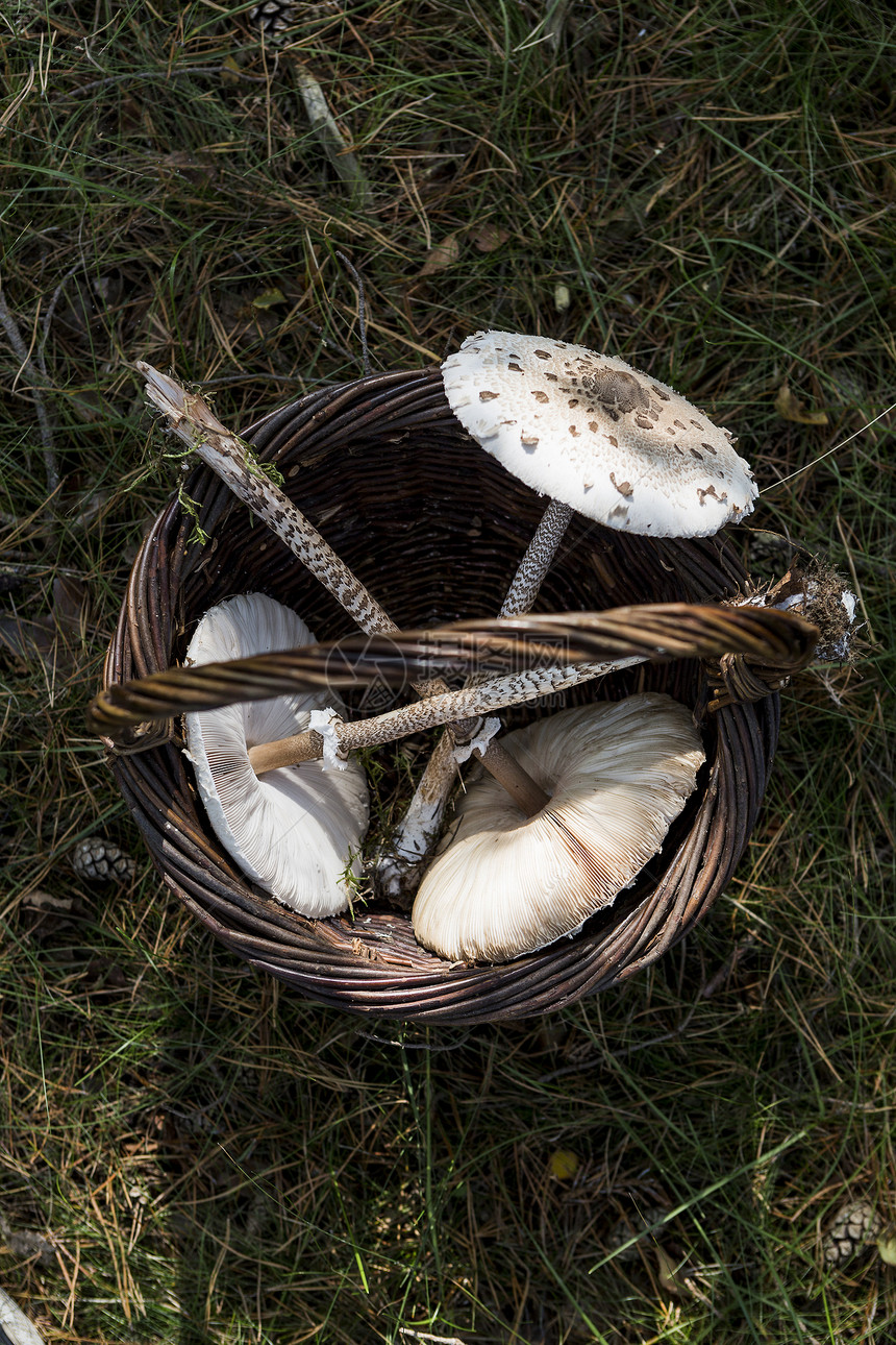 草地上篮子里的蘑菇图片