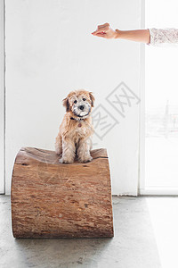 小狗坐在树干椅子上图片