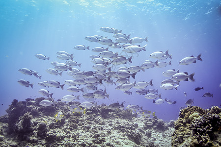 印度尼西亚巴厘岛珊瑚礁上空的低鳍鼓风者鱼群背景图片