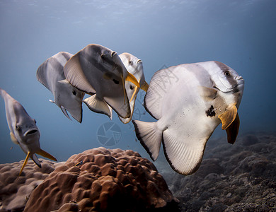 在印度尼西亚巴厘岛珊瑚上方的长鳍蝙蝠鱼海豚背景图片
