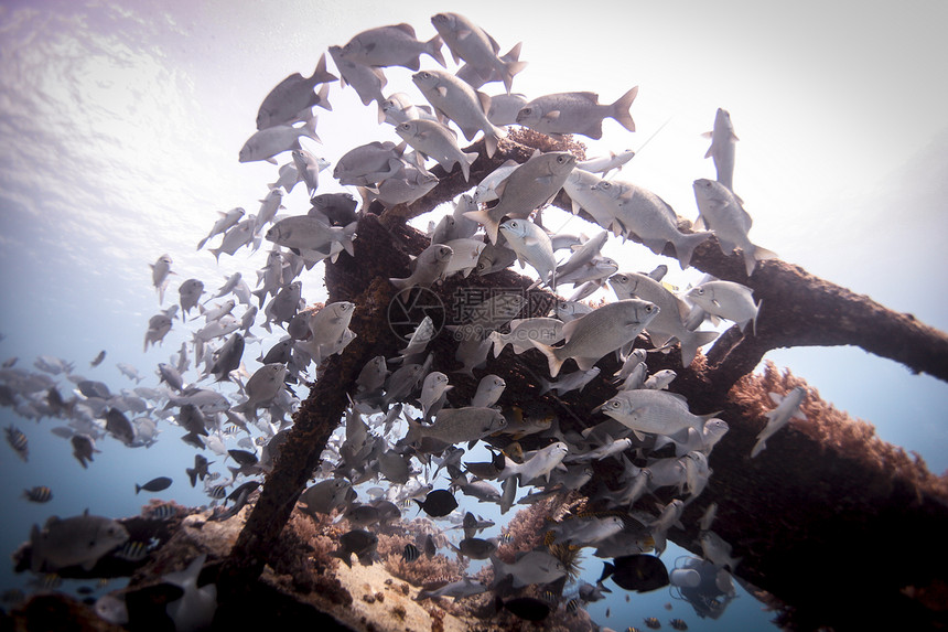 在印度尼西亚隆博克市的残骸周围游动的低鳍鼓手图片