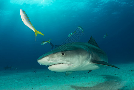 巴哈马虎滩珊瑚礁鲨鱼水下图片