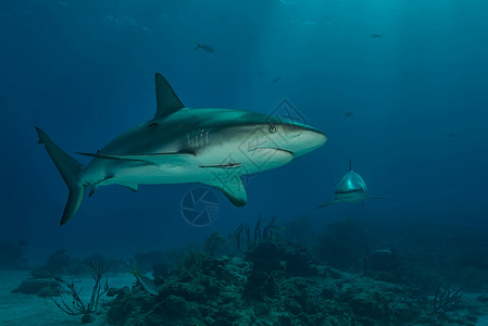 巴哈马虎滩珊瑚礁鲨鱼游泳的海底水下视图图片