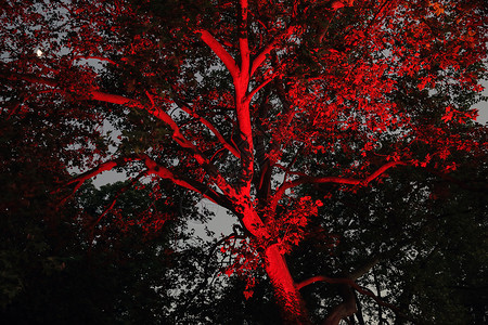 被红灯照亮的树图片