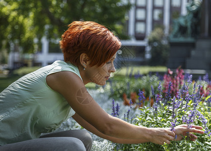 中年女性蹲着摘花朵图片
