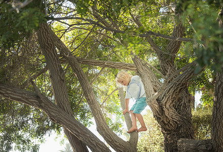年轻男孩爬树图片