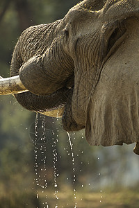 大象非洲津巴布韦ManaPools公园特结津巴布韦图片
