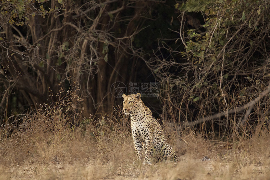 津巴布韦ManaPools公园豹PantheraPardus肖像图片