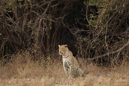 津巴布韦ManaPools公园豹PantheraPardus肖像图片