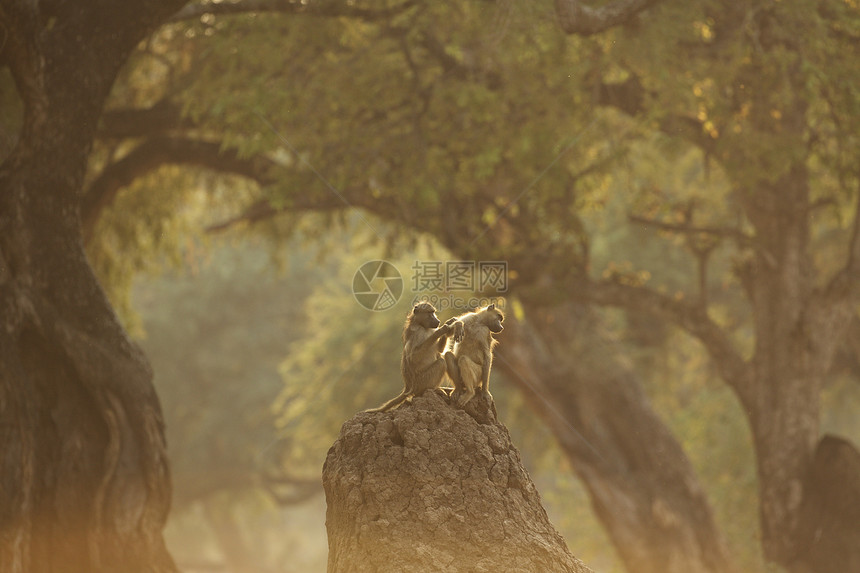 狒狒梳理Papiocynocephalusursinus后视图马纳池公园津巴布韦图片