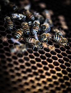 蜜蜂在窝工作特写图片