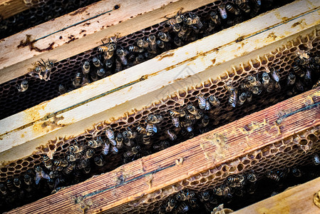 蜂蜜在巢工作图片
