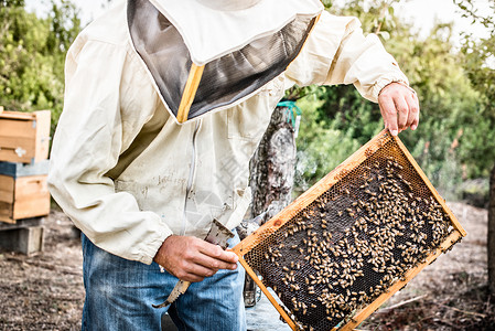 养蜂人持蜜的架背景图片