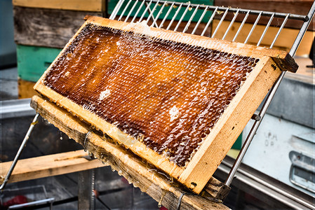 装满蜂蜜的蜂巢架图片