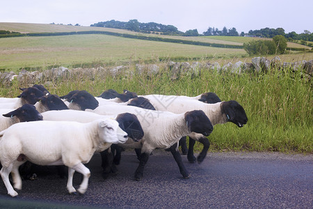 黑色上的红羊在联合王国坎布里亚的农村公路上对绵羊的侧视角背景