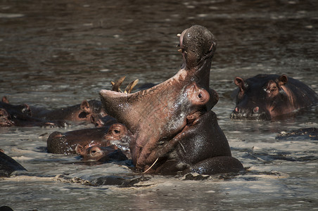 肯尼亚马赛马拉旱季河马为深水而战背景图片