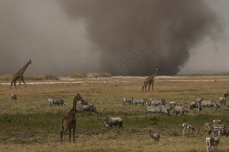 肯尼亚沙尘暴中的斑马和长颈鹿图片