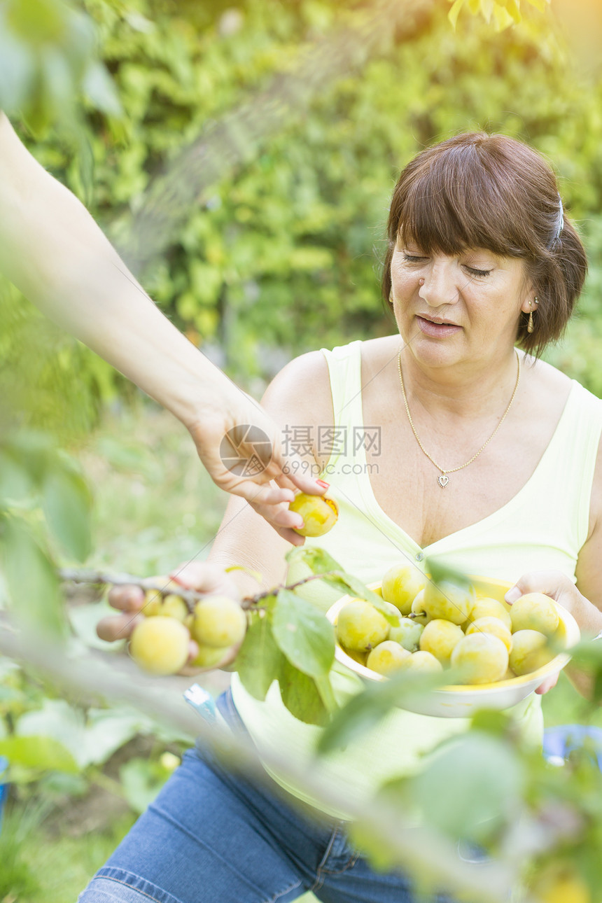 成年女性在果园里采摘李子图片