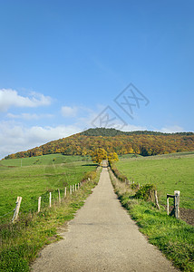 乡村公路两旁郁郁葱葱的草地图片