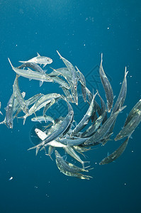 在波尼托鱼攻击后留下的沙丁鱼高清图片